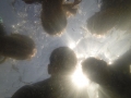 DCIM\100GOPRO
