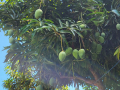 2023_05-Sao-Miguel-do-Gotoso-13