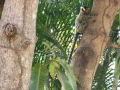 2023_05-Sao-Miguel-do-Gotoso-5