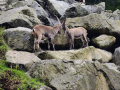 2024_Alpen-Sommer-Abenteuer-Highlights-175