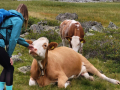 2024_Alpen-Sommer-Abenteuer-Highlights-232