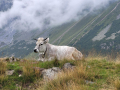 2024_Alpen-Sommer-Abenteuer-Highlights-233