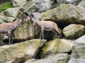 2024_Alpen-Sommer-Abenteuer-Highlights-240