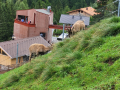 2024_Alpen-Sommer-Abenteuer-Highlights-242