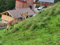 2024_Alpen-Sommer-Abenteuer-Highlights-243