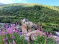 2024_Alpen-Sommer-Abenteuer-Highlights-253