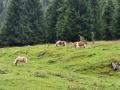 2024_Alpen-Sommer-Abenteuer-Highlights-382