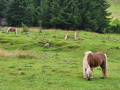 2024_Alpen-Sommer-Abenteuer-Highlights-383
