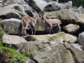 2024_Alpen-Sommer-Abenteuer-Highlights-46