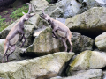 2024_Alpen-Sommer-Abenteuer-Highlights-87