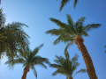 2025_Aegypten-Soma-Bay-105
