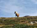 2025-Alpen-Sommer-103
