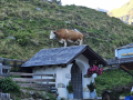 2025-Alpen-Sommer-138