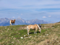2025-Alpen-Sommer-29