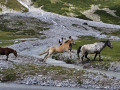 2026_09-Alpen-Sommer-7