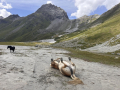 2026_09-Alpen-Sommer-90